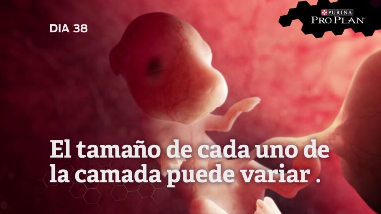 Tamaño del feto: Comparativa con animales